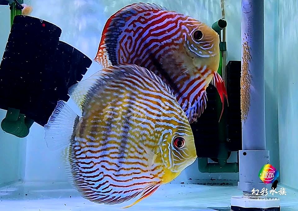 親魚與卵