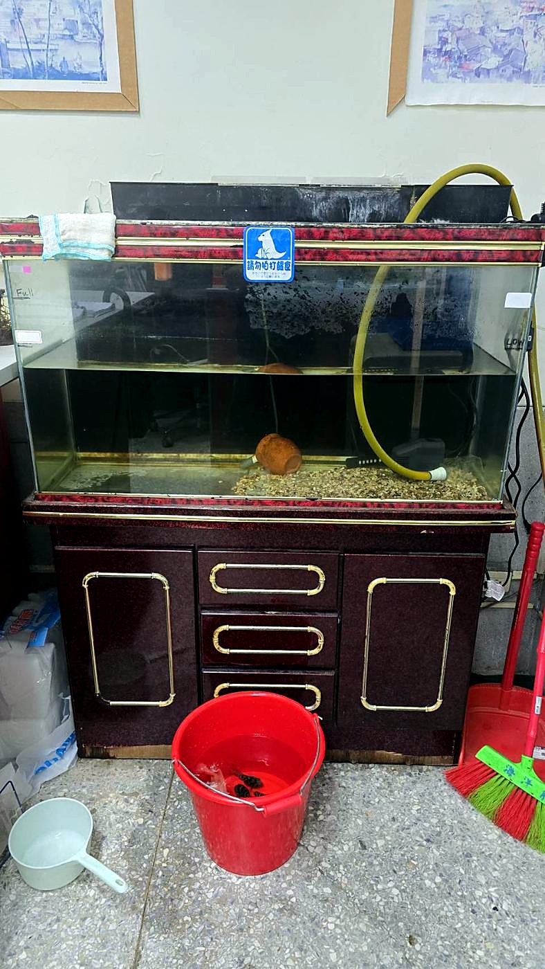 汰換前的舊魚缸