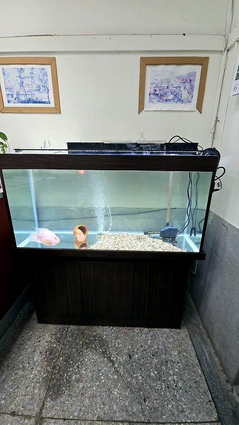 汰換後的新魚缸與櫃體